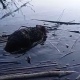 В Курской области спасли обгоревшего бобра