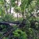 Мэр Курска сообщил, куда обращаться при отсутствии воды и для уборки поваленных стихией деревьев