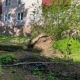 МЧС: поваленными стихией деревьями в Курской области повреждены 12 автомобилей