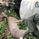 Под Курском охотоведы и ветеринары спасли косулю