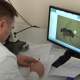 Жителей Курской области предупредили об опасной для человека многоядной мухе-горбатке