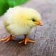 Жительница Курской области украла у соседа курицу и 30 цыплят
