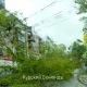 В центре Курска на дорогу упали четыре дерева