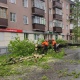 В Курске убрали с улицы Семеновской рухнувшее на дорогу дерево