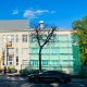 В Курске на улице Ленина спилят 89 больных лип и высадят 104 молодых дерева