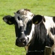 В Курской области стадо коров уничтожило чужого урожая на 138 тысяч рублей