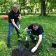 В Курске на Боевке высадили сирень, бересклет, бульденеж, лаванду и спирею
