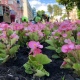 В Курске на улице Ленина убирают засохшие тюльпаны и сажают бегонию