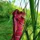 Курянка нашла «неизвестное насекомое»