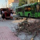 В Курске на улице Ленина завершают снос засохших лип, высадят 104 новых дерева