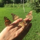 Жители Курской области рассказывают о нашествии бабочки-репейницы