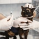 В Курске в июле пройдет бесплатная вакцинация от бешенства домашних животных