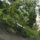 В Курске дорогу перегородило рухнувшее дерево