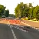 В Обояни Курской области неизвестные оставили на дороге останки животных