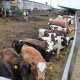 В Курской области выросло производство мяса и молока
