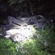 В Карыжском лесу Курской области перевернулась машина, пострадала девушка