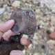В Курске нашли позвонок плезиозавра