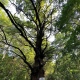 Растущий во Льгове Курской области 256-летний дуб претендует на звание «Дерево года» в России