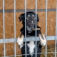В приюте для животных под Курском прокуратура выявила нарушения закона