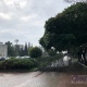 В центре Курска рухнуло на тротуар дерево на улице Ленина