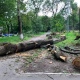 В Курске в Детском парке на площади Перекальского пилят старые деревья