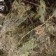 В райцентре Курской области установлен карантин по американской белой бабочке