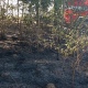 В Курской области спасли лес от пожара