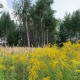 Последние сутки лета в Курской области ожидаются теплыми и без осадков