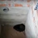 В Курском районе охотоведы спасли упавшего в яму бобра