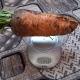 В Курской области выросла гигантская морковь