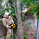 В Курской области рухнувшее дерево повредило газопровод