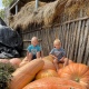 В Курской области вырастили огромные тыквы