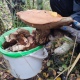 В лесах Курской области местные жители обнаружили большое количество грибов
