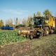 В Курской области опасаются потерять часть урожая из-за дождей