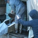 В Курской области в Курчатовское водохранилище запустили более 6 тысяч молоди белого толстолобика