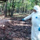 В Курской области труп умершей от АЧС свиньи выбросили на свалку