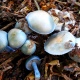 В Курской области нашли грибы Бабы-яги