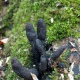 В Курской области грибники нашли «пальцы мертвеца»
