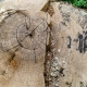 Житель Курской области незаконно срубил деревьев на 800 тысяч рублей