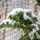 В Курской области испортится погода: 16 ноября ожидаются осадки, гололед и налипание мокрого снега