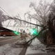 В центре Курска дерево рухнуло на дорогу и контактную сеть троллейбусов