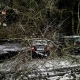 В Курске дерево рухнуло на машины на улице Дубровинского