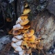 В Курской области в лесах собирают съедобные подснежники