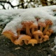 Жители Курской области в мороз собирают грибы