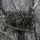 Куряне обнаружили гнездо орлана-белохвоста из Красной книги