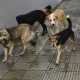 Жители Курска жалуются на стаю собак возле школы