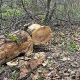 В Кореневском районе Курской области украли заготовленные для нужд СВО дрова