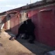 В Курске задержали шестерых подозреваемых в вымогательстве, разбое и грабеже