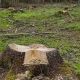 Двое курских лесорубов причинили ущерб природе на 13 миллионов