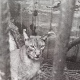 В Железногорске из частного зоопарка конфискованы дикие животные